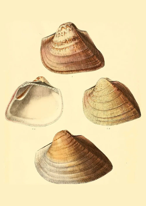 affiche d'art vintage coquillages pour décoration intérieure