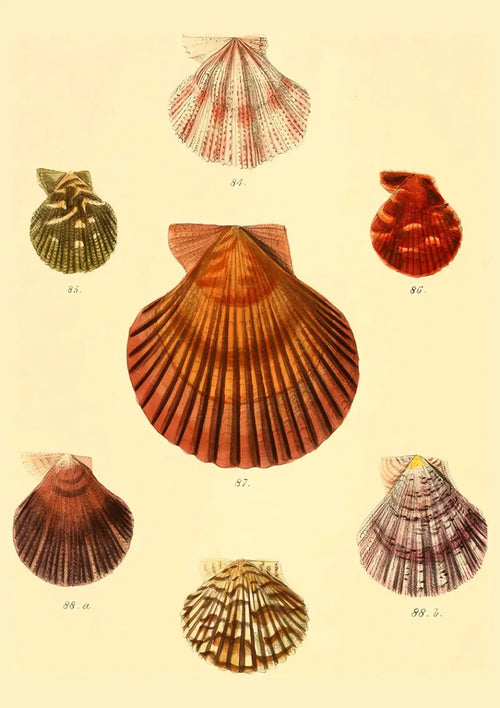 affiche d'art coquillages vintage pour décoration intérieure