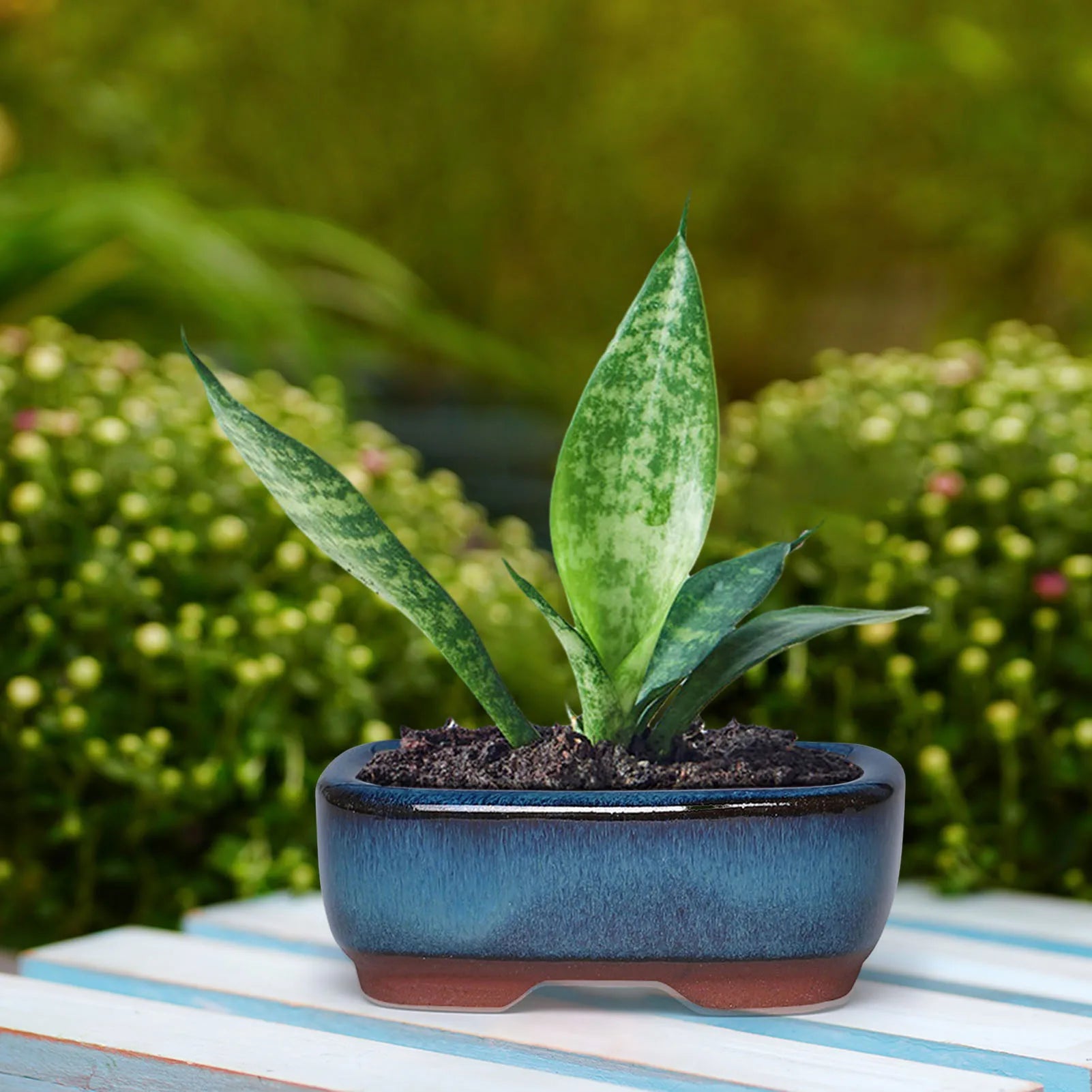 pot de fleurs en céramique pour succulentes élégantes et saines - vue 8 sur 7
