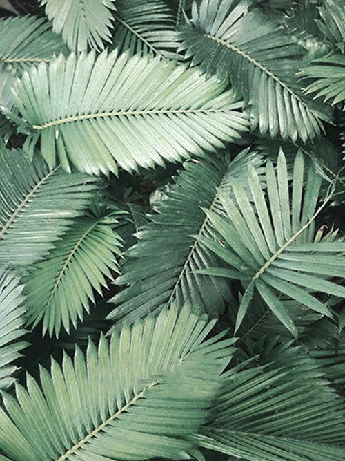 peinture diamant 5d plante verte broderie mosaïque décoration murale