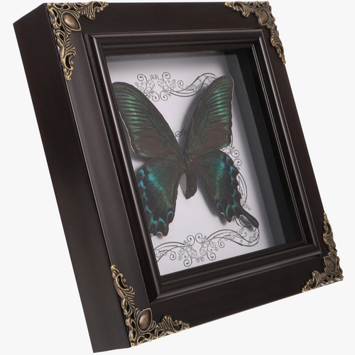 papillon-encadr-en-taxidermie-d-cor-vintage-r-tro-0.png